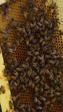 honey bee brood roaming over the honey frame. bee keeping farm on harvesting season. close up. vertical video