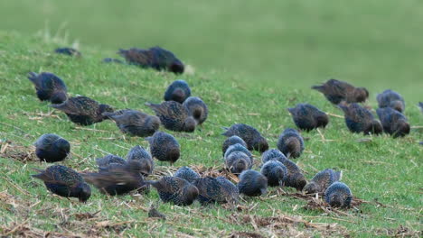 a flock european starlings busy feeding on the ground in an upland pasture at winter time