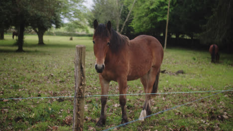 Beautiful-slow-motion-shot-of-a-beautiful-brown-horse-with-black-hair-approaching-the-camera-inside-a-corral-on-the-farm-in-a-green-field-near-Cantabria,-Spain,-during-a-cloudy-afternoon