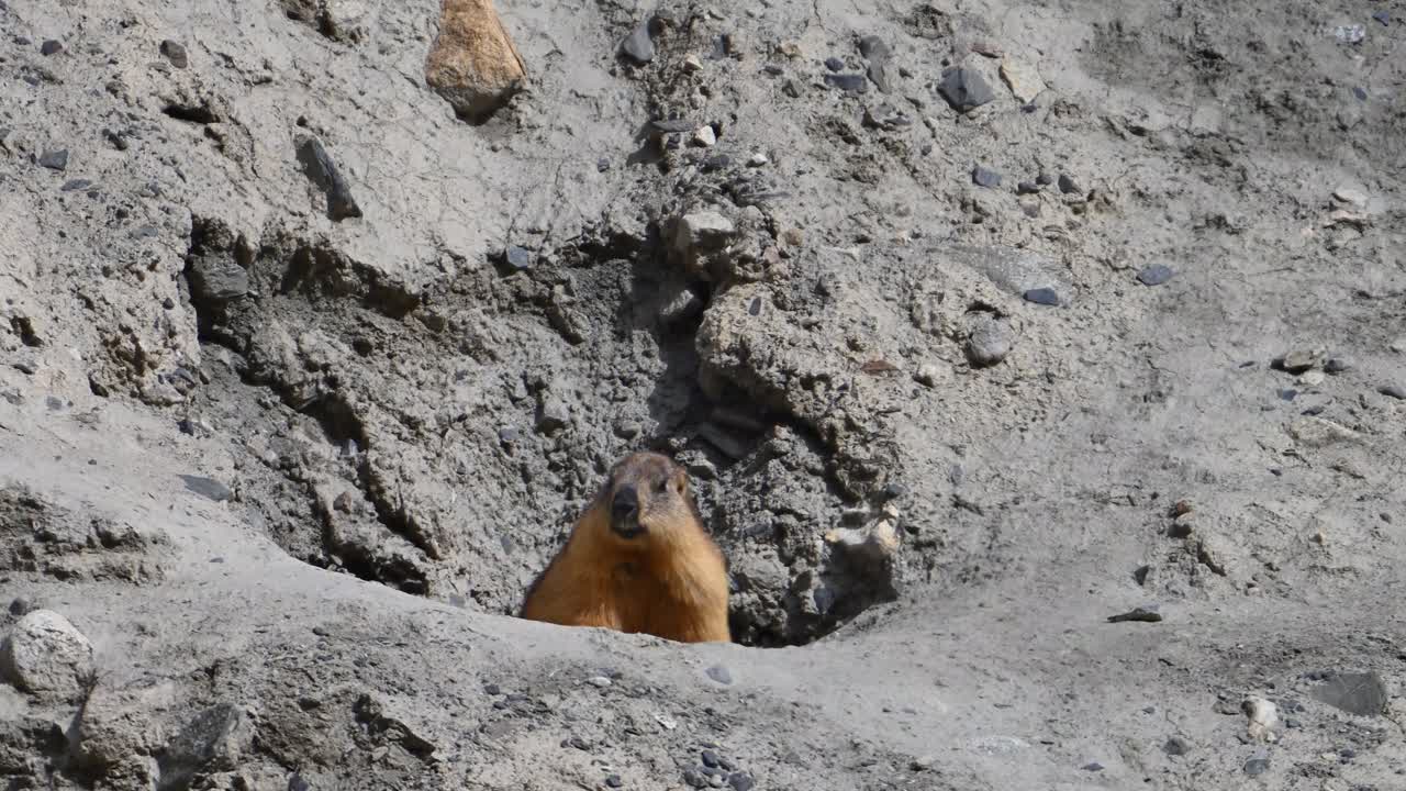 la marmota de cola larga o la marmota dorada con madriguera