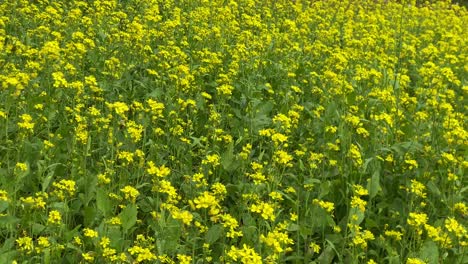 un campo de plantas de mostaza amarillas que sopla en la ligera brisa
