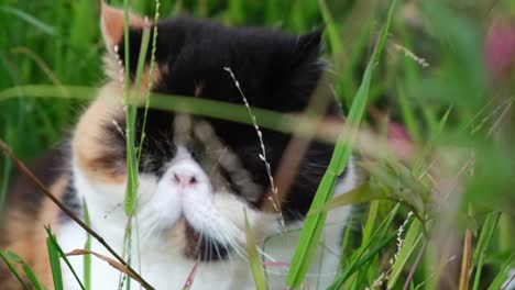 slow-motion close up shot of an exotic shorthair cat in the bush