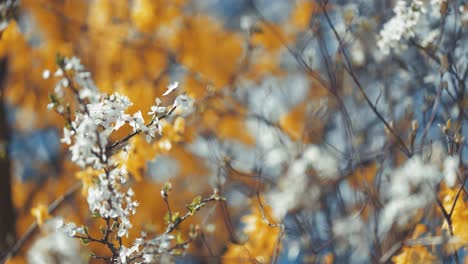 delicate cherry blossoms