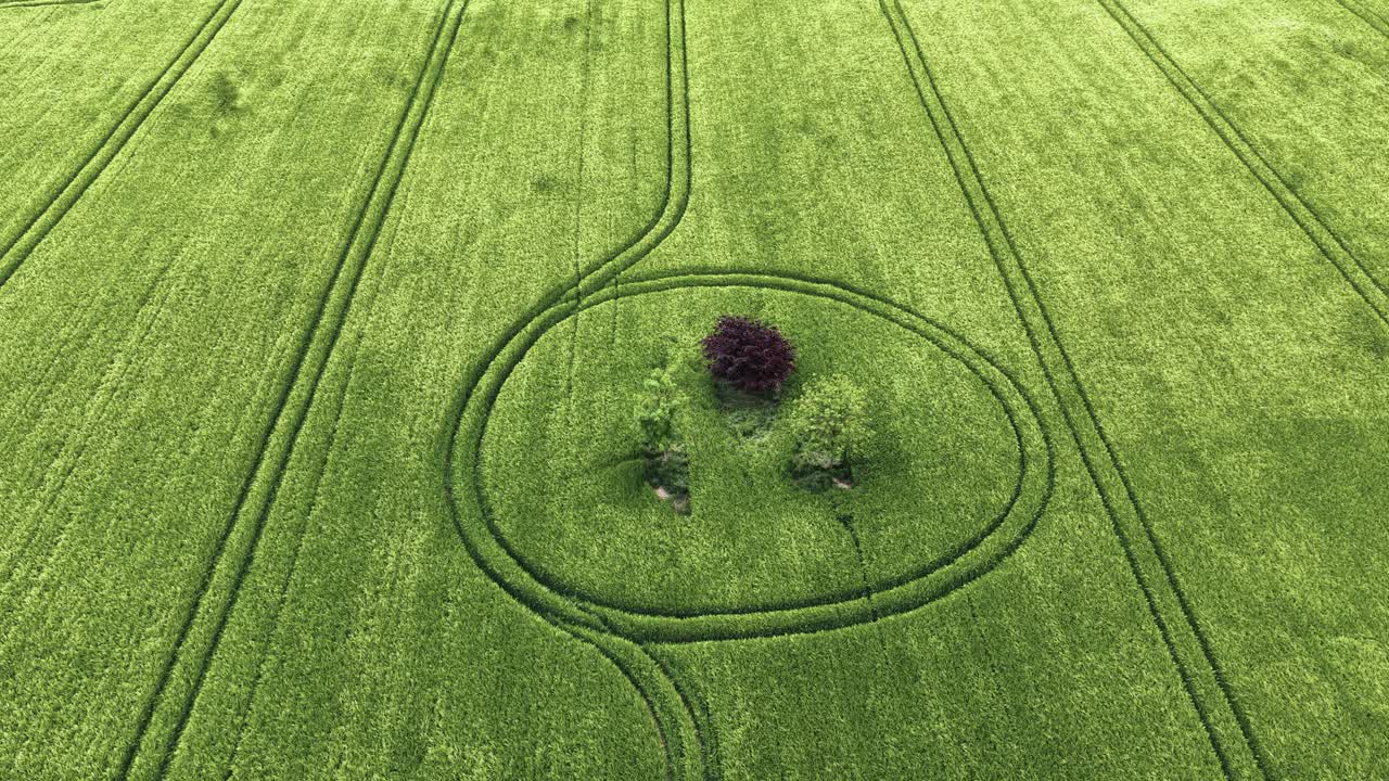 Circle surrounding barley field trees rising aerial view to reveal Wiltshire 2025 Celtic crop rings