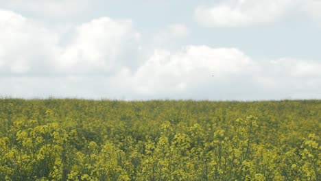A slight pan with a yellow field