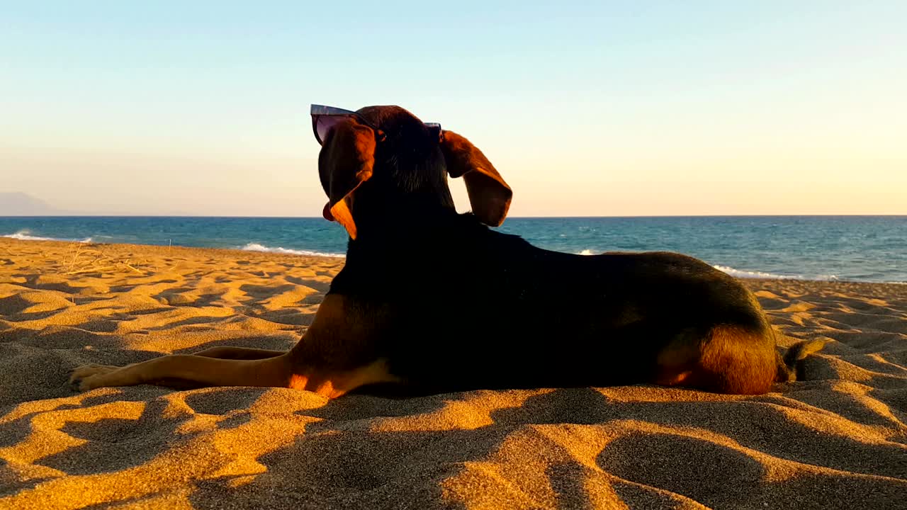 바람이 불면서 해변을 바라보는 개 초상화 - 휴식의 귀여운 순간