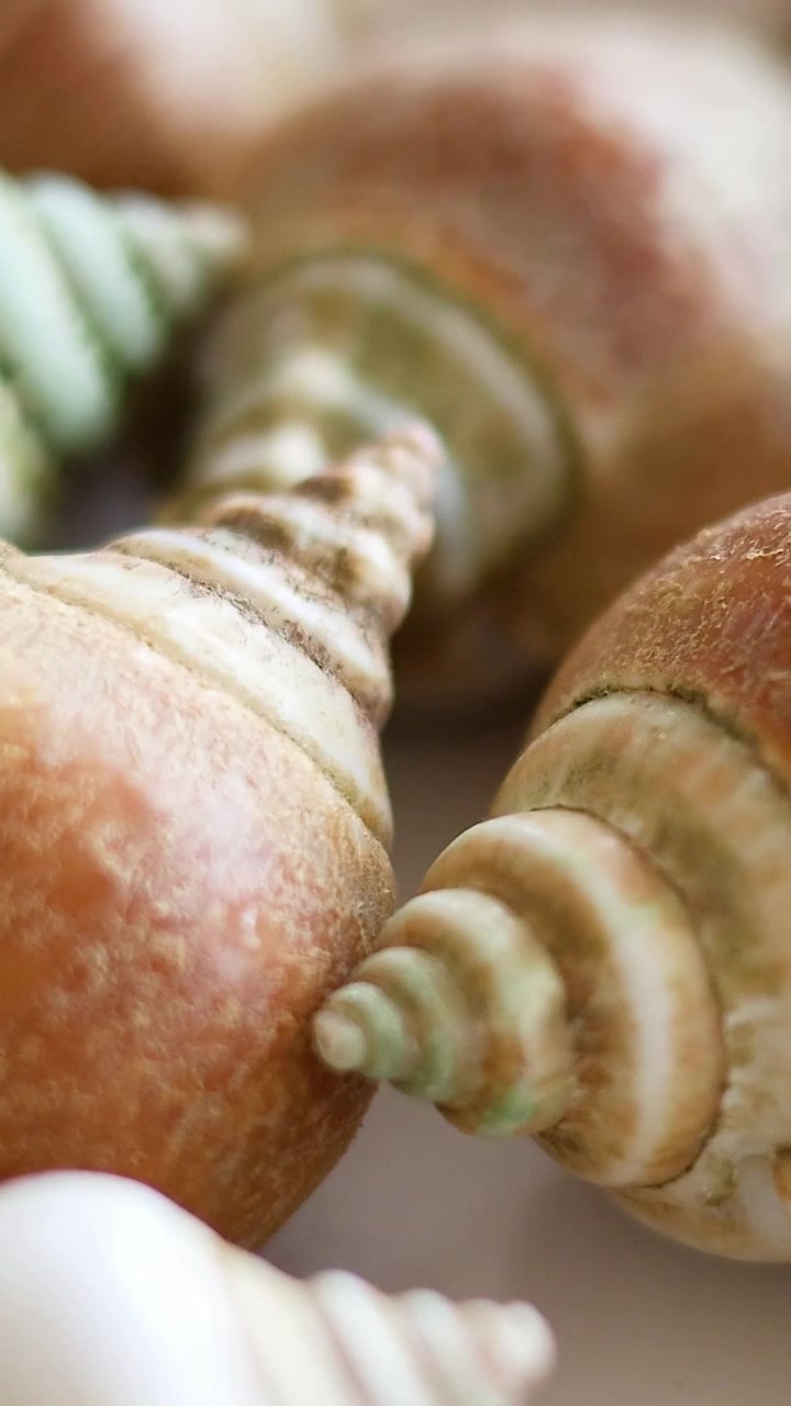 Primo piano di conchiglie in un piatto