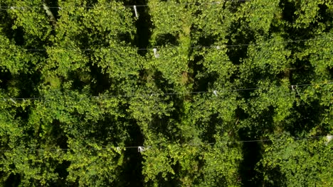 beautiful aerial scene of beer production