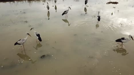 Asiatischer-Openbill-(Anastomus-Oscitans)-Mit-Spiegelung-Im-Wasser.