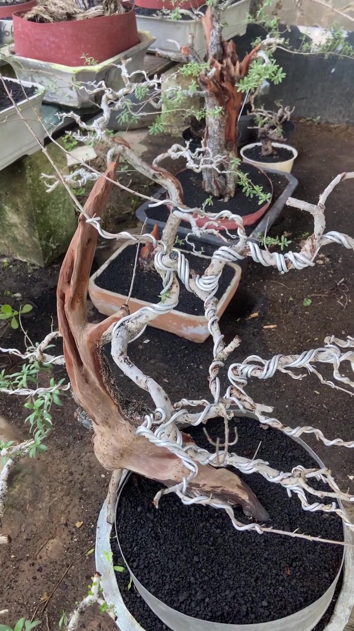 Sanatsal şekillendirme amacıyla tellenmiş bir bonsai ağacının detaylı görünümü.
