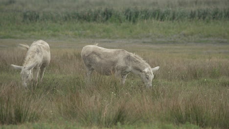 two white donkeys