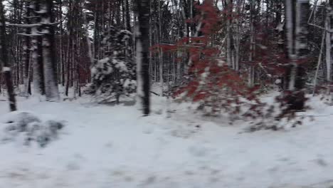 Beautiful-snow-laden-trees-in-a-forest