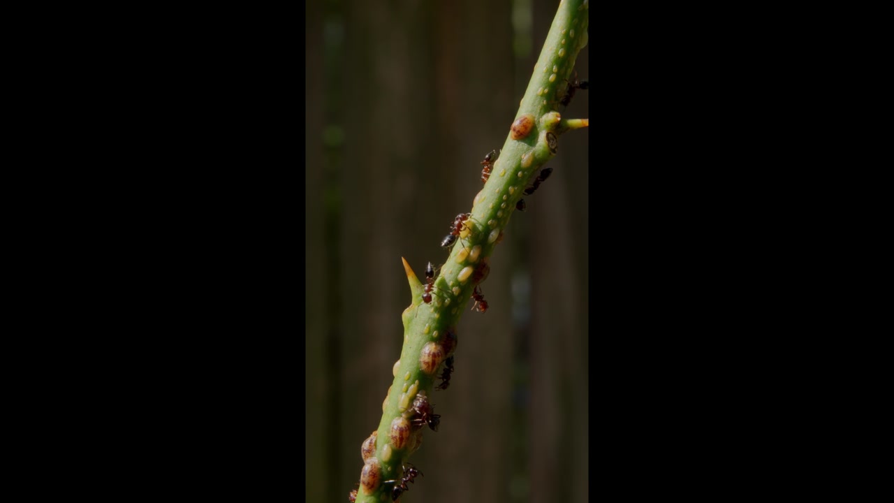 Vertical View Of Ants Crawling Over The Stem Of A Lemon Plant In A Garden. Close-up Shot