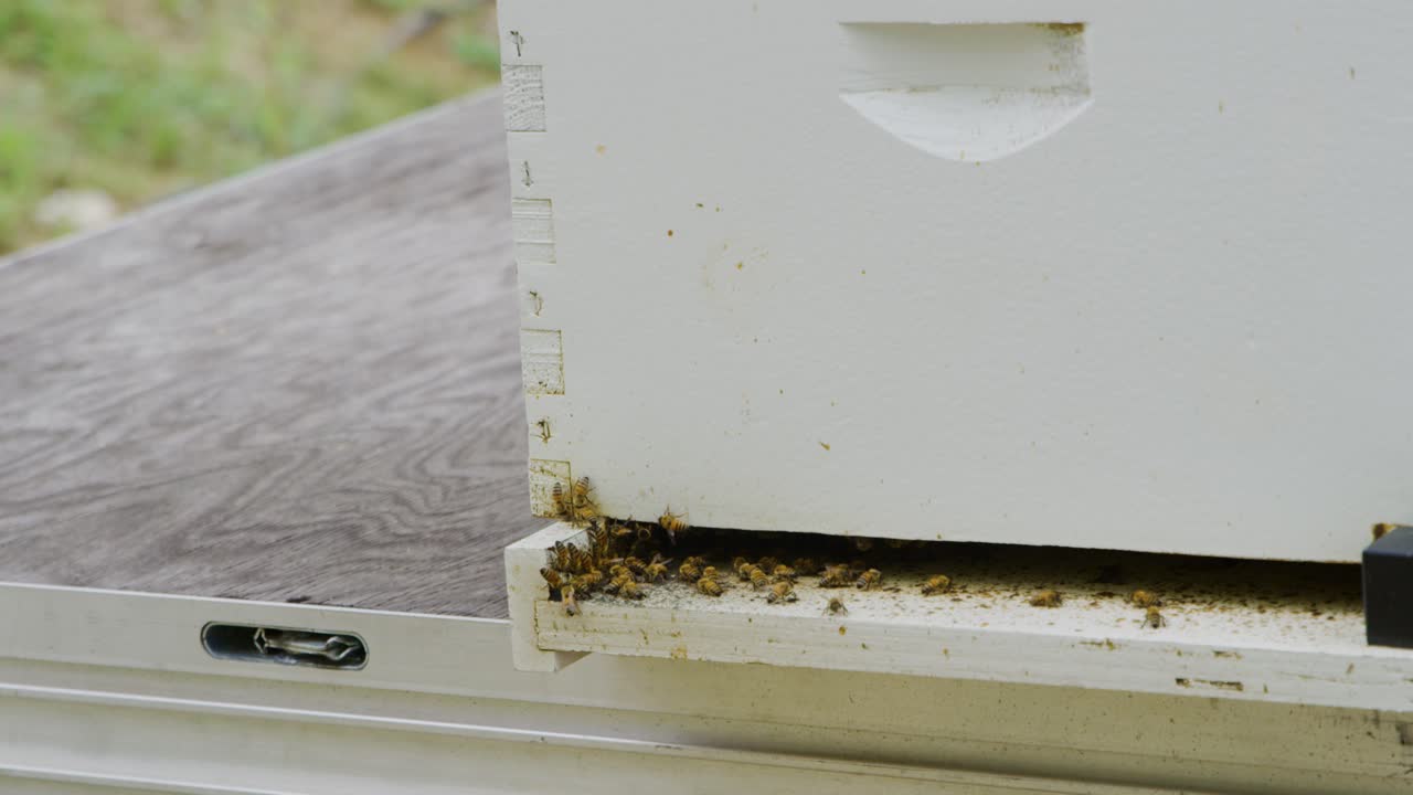 Api mellifere gialle che volano dentro e fuori dal loro alveare, raccogliendo polline per creare miele sul loro alveare artificiale.
