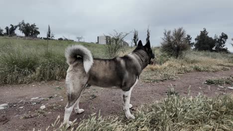 Beautiful-white,-brown-and-black-adult-Akita-dog-breed-outside-grass-field