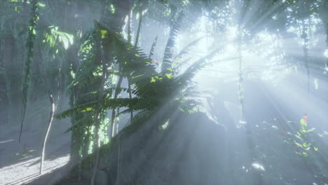 Lush-rain-forest-with-morning-fog