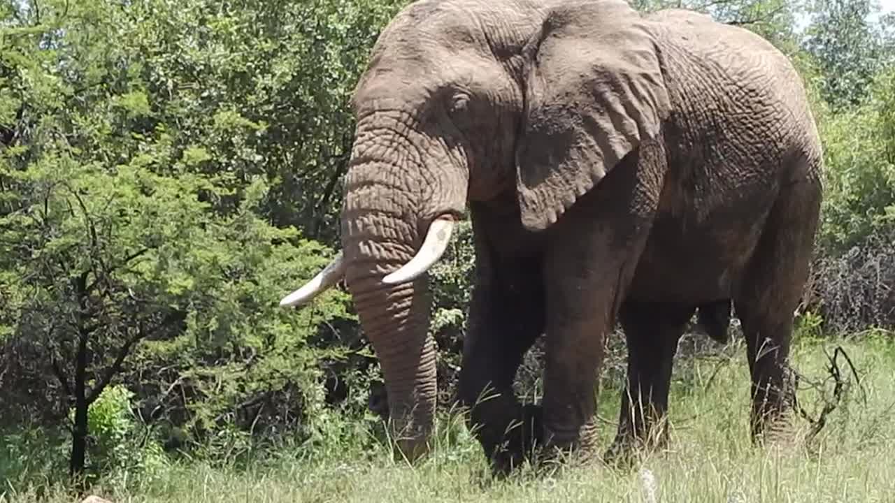 a African Bush Elephant walking in its natural habitat