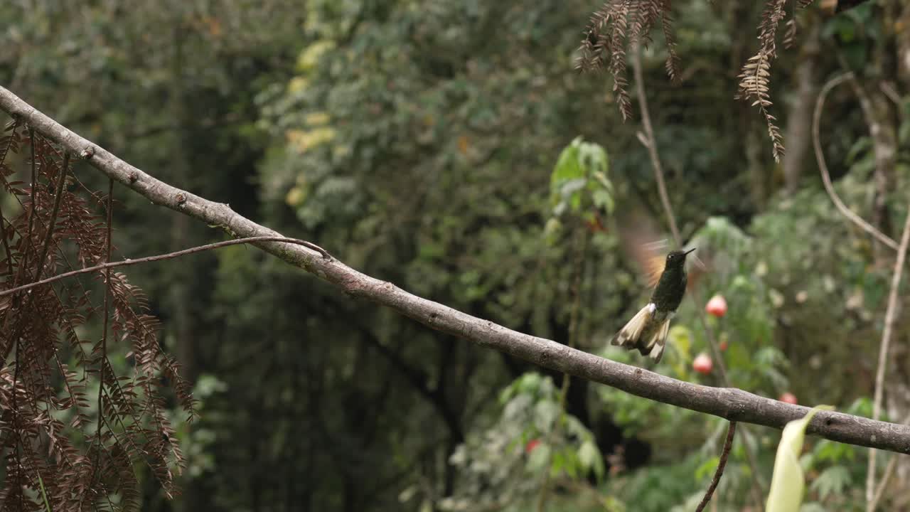 Hummingbird colibri bird watching in Cocora Valley Colombia South America wildlife
