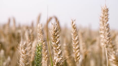 Wheat-fields-in-the-setting-sun-in-Ireland,-Wicklow-part-5