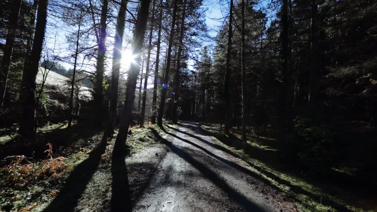 새벽에 숲을  ⁇ 고