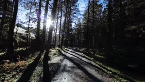 caminando por el bosque al amanecer