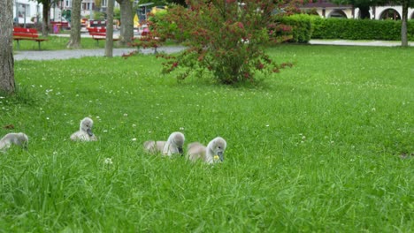 Static Shot of a Group of Adorable Cygnets Foraging and Resting in a Green Park Meadow