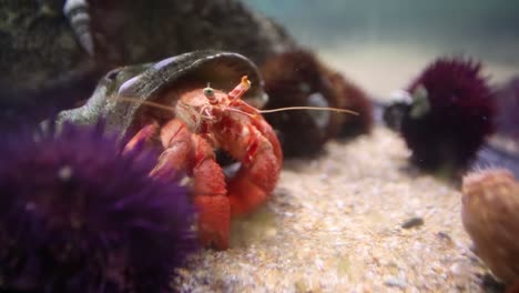 acuario de valencia 40