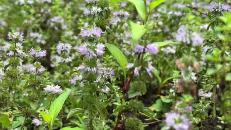 Wildbiene-Auf-Kräuterpflanzenblume,-Frische-Bio-Honigbiene,-Die-Auf-Der-Wiese-Weidet,-Frühlingssaison,-Natürliche-Landschaft-Mit-Wunderbarem,-Gesundem-Leben,-Ernährung,-Minze,-Tierwelt,-Essbares-Gebräu,-Heißes-Getränk,-Kräutertee-Im-Iran,-Gilan