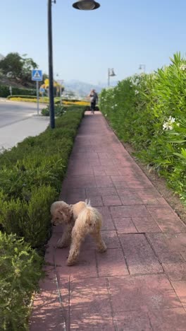 dog walking on a pathway in a garden