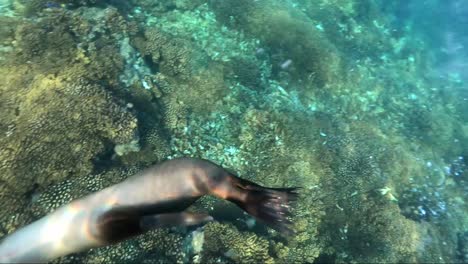 Leones-Marinos-Juegan-Bajo-El-Agua-En-El-Mar-De-Cortez