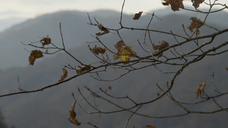 Panorámica-De-La-Cámara-A-Través-De-La-Rama-De-Arce-Otoñal-Con-Montañas-En-El-Fondo