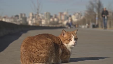 gato de la calle, acostado, lamer, limpiar, 4k uhd en cámara lenta