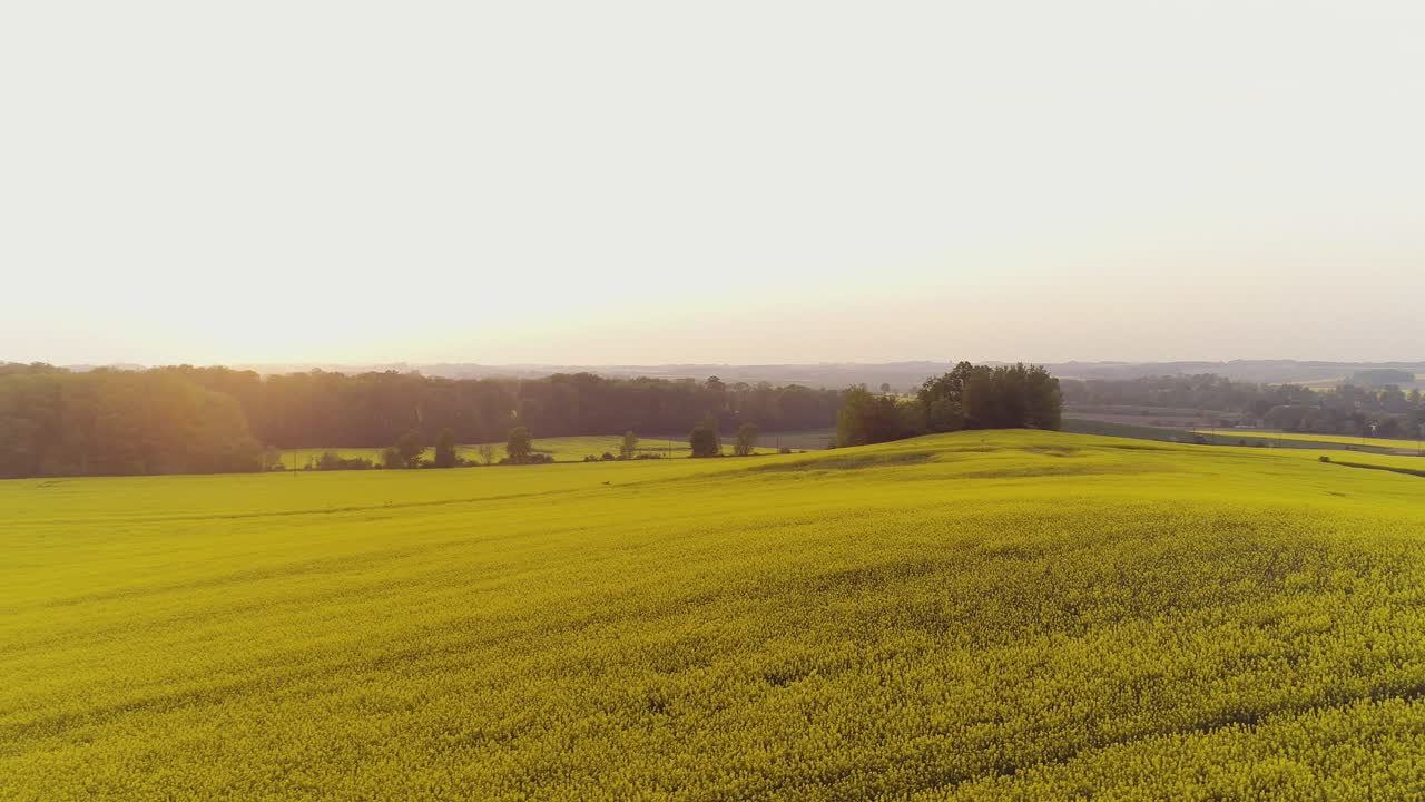 vista panorámica del campo de canola contra el cielo 2