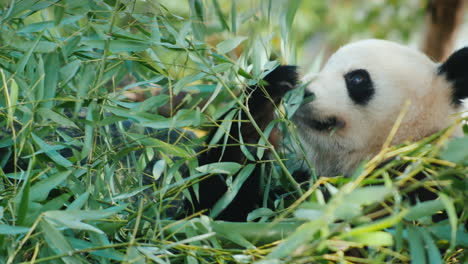 panda eats bamboo