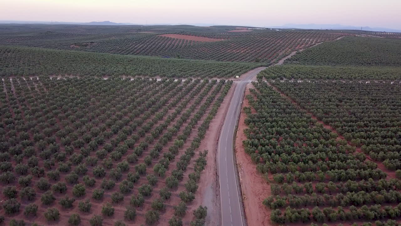 Aerial view of a vast olive grove with a road winding through the fields