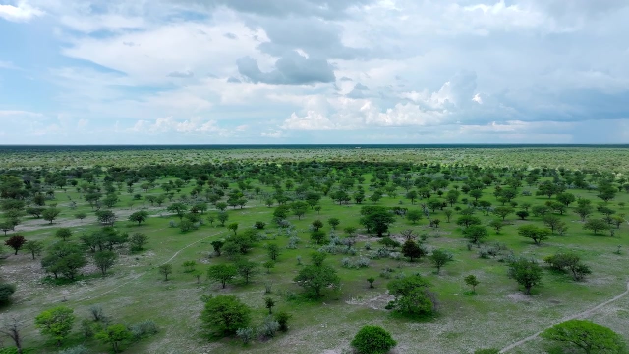 Aerial view of endless green savanna in northern Namibia, low scrub and scattered shrubs covering the verdant plains in the rainy season.
