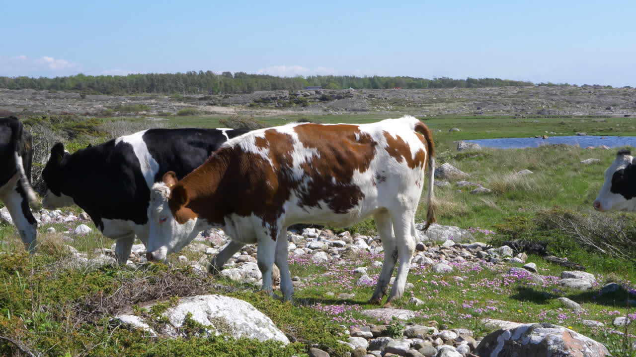 Mucche sulla costa a Halland