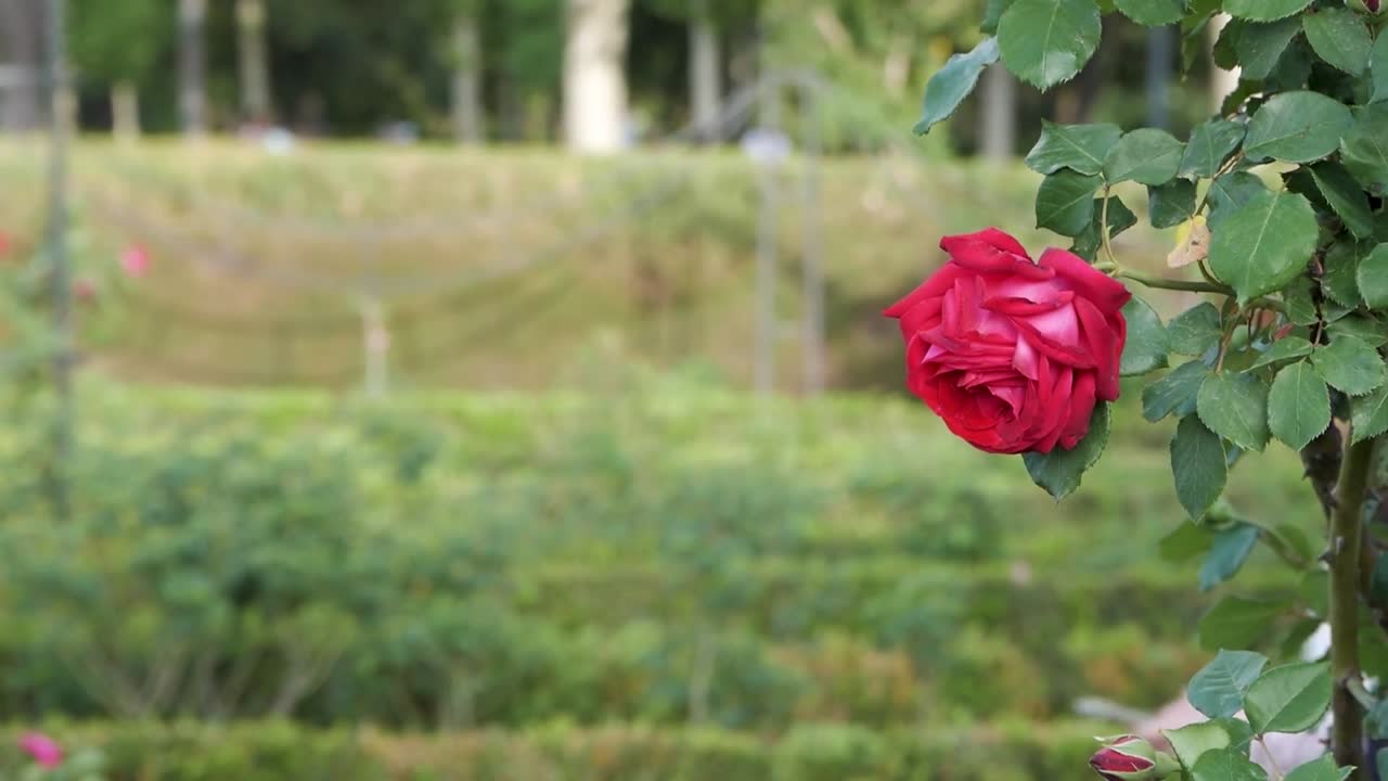 A perfect red rose in La Rosaleda, Retiro Park in spring, with people in the background. Serene and picturesque garden scene.