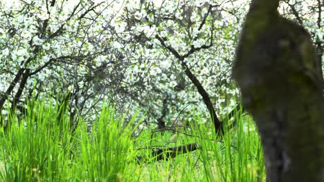 old and neglected tart cherry orchard still being lush and full of life