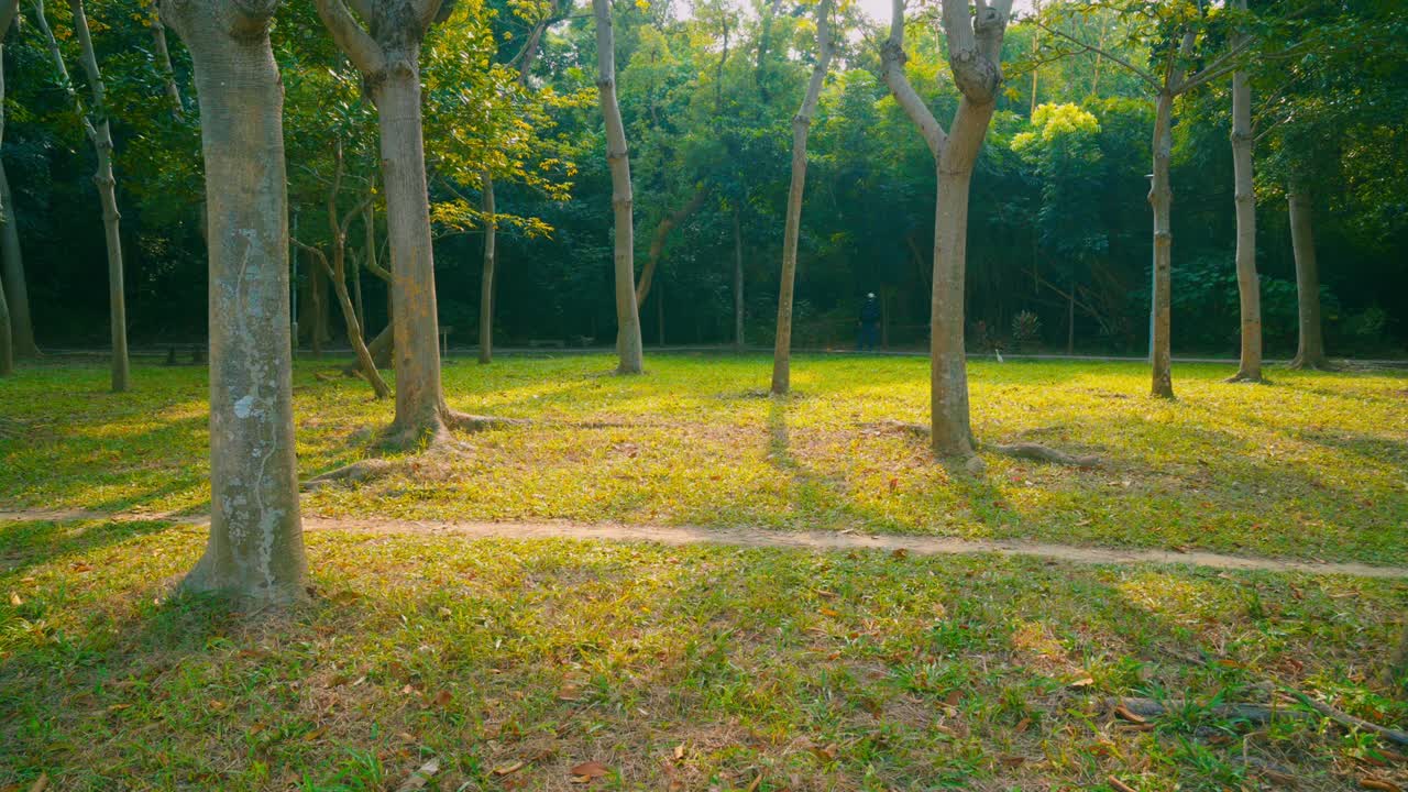 바람이 흔들리는 나무