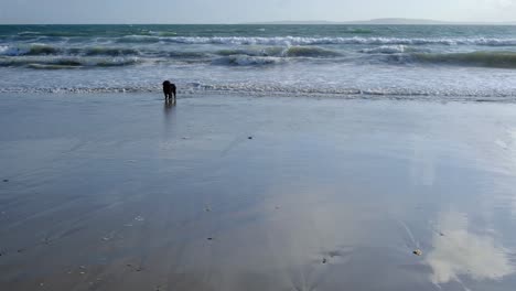 Schwarzer-Hund-Meidet-Wellen-An-Einem-Sandstrand