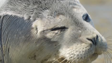 Nahaufnahme-Einer-Robbe,-Die-Am-Strand-Liegt-Und-Ununterbrochen-Blinzelt,-Während-Sie-In-Die-Kamera-Schaut