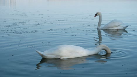 canada lake ontario summer water lakeshore toronto etobicoke water humber
