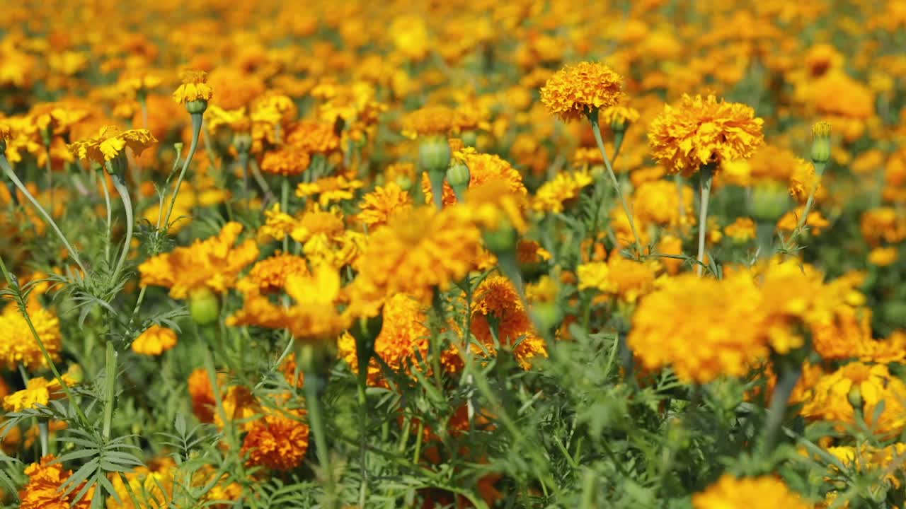 imágenes de estilo paralaje de una plantación de flores de caléndula o cempasúchitl en méxico