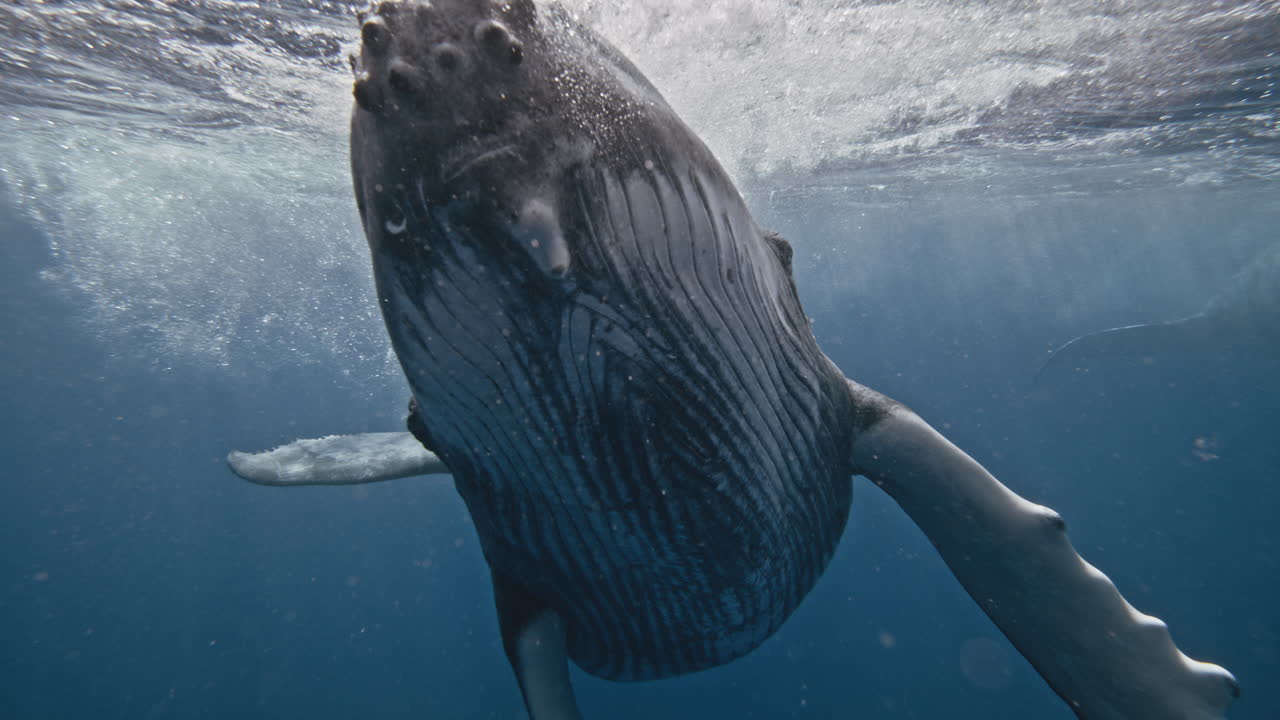 Closeup of humpback whale head crashing as it blows air from blowhole and spins in slow motion