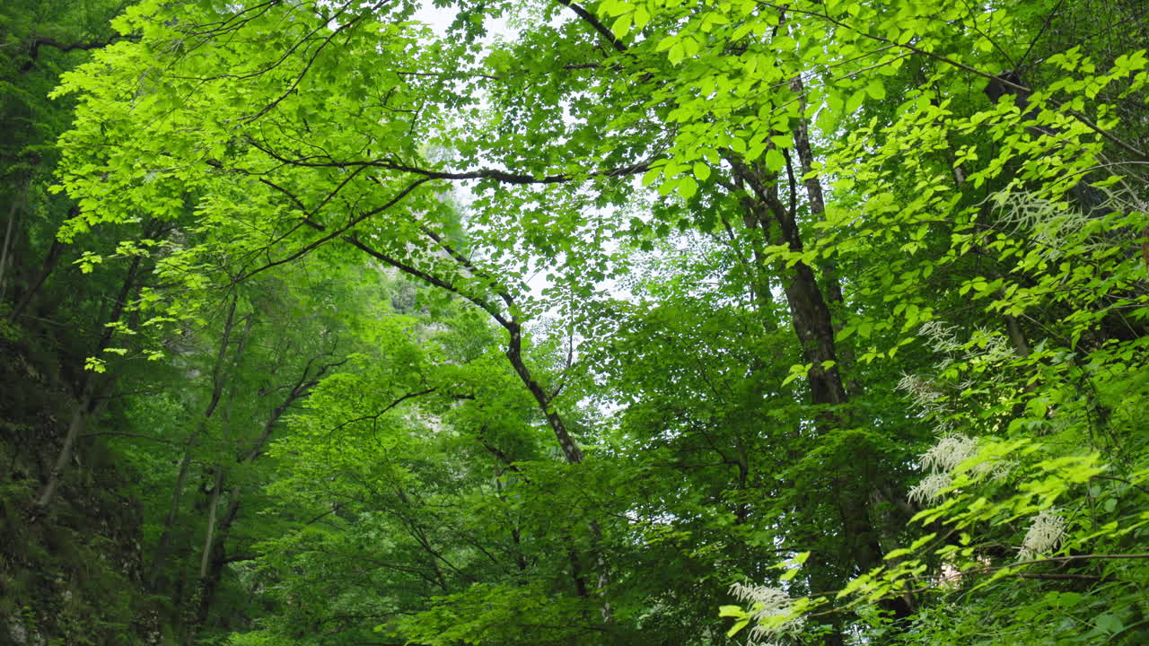 Lush Canopy Tilt in Vintgar Gorge – Triglav National Park, Slovenia