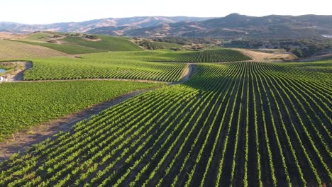 beautiful aerial of hilly vineyards in the grape growing region of californias santa rita appellation 23