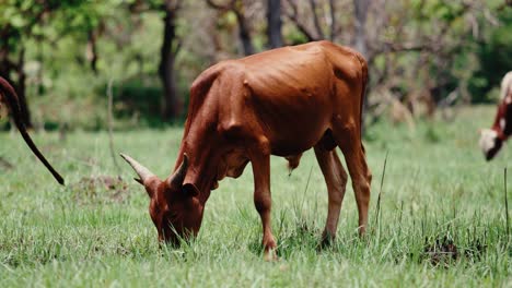 ganado pastando en un exuberante prado africano verde