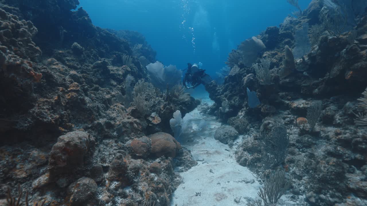 Coral Reef with Diver in the Background — Vibrant Underwater Scenery Showcasing Marine Life, Depth, and Peaceful Ocean Habitat — Filmed in Stunning 4K 60 FPS for Premium Stock Footage