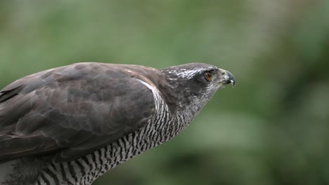 Beautiful-Slow-Motion-Close-Up-of-a-Northern-Goshawk